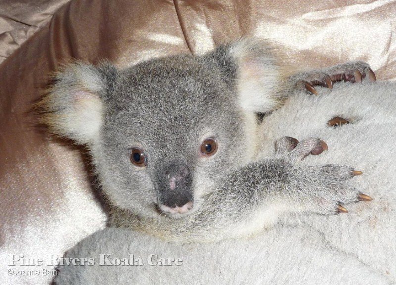 Pine Rivers Koala Care